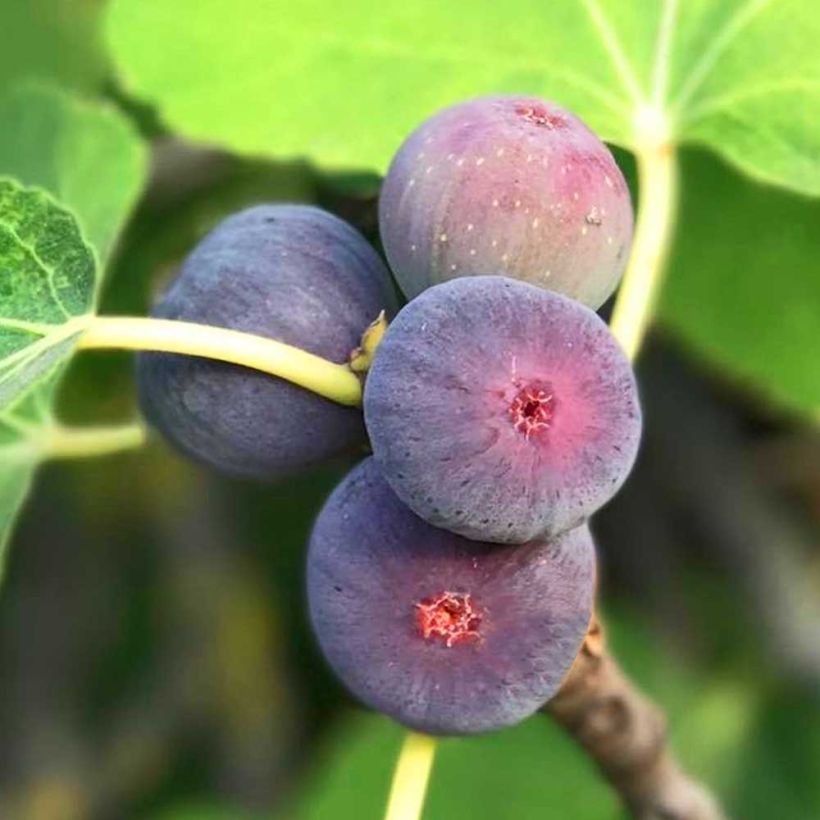 Ficus carica Figality (Harvest)