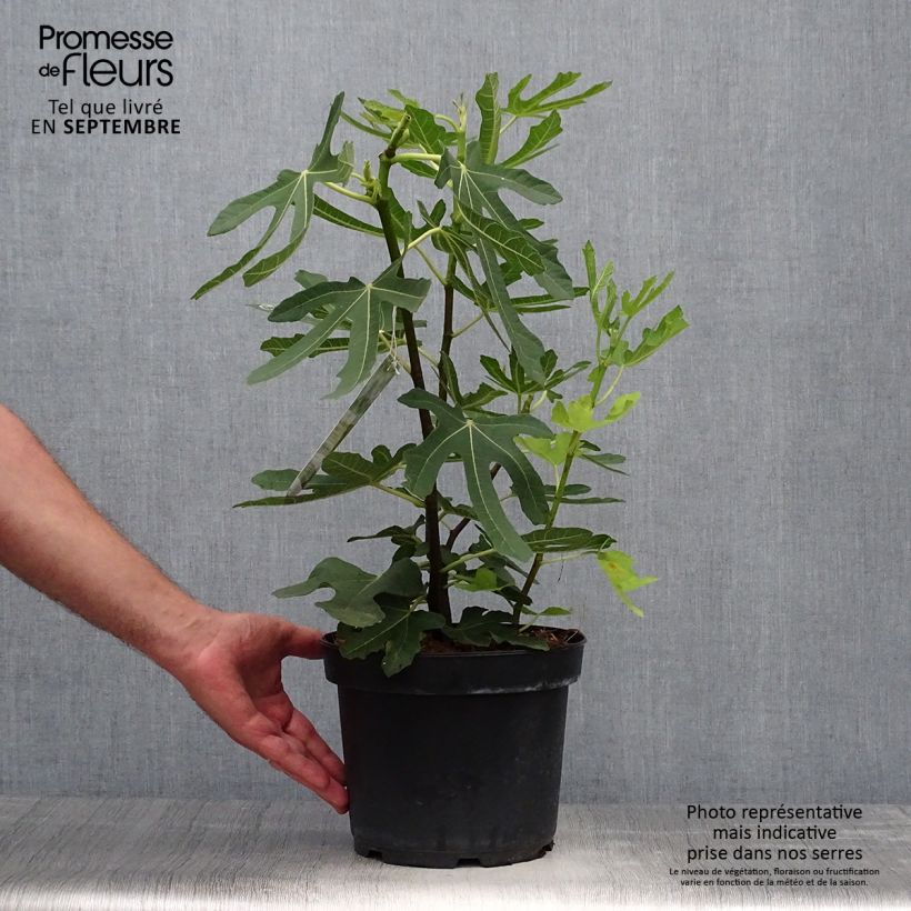 Fig Tree Goutte D'Or- Ficus carica 3L/4L pot, Bush sample as delivered in autumn