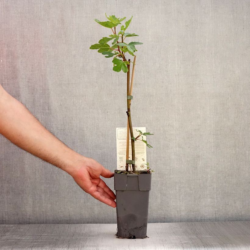 Ficus carica Gustissimo Perretta 2L/3L pot, Bush sample as delivered in summer