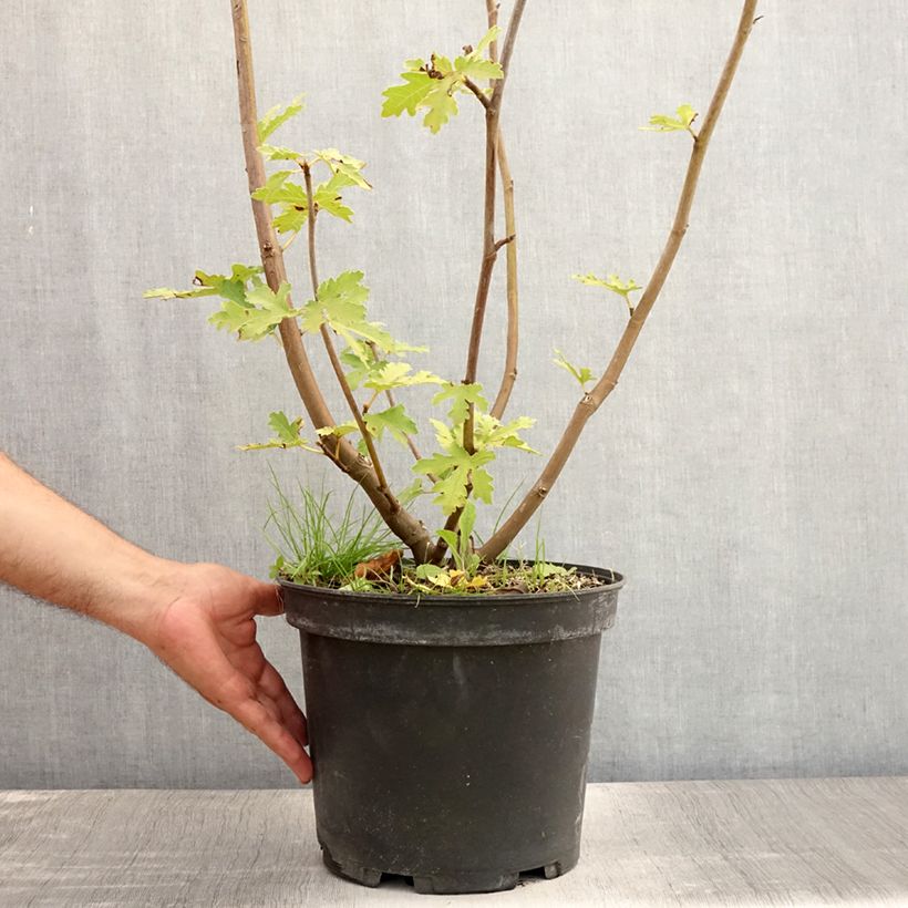 Ficus carica Ice Crystal 7.5L/10L pot, Bush sample as delivered in summer