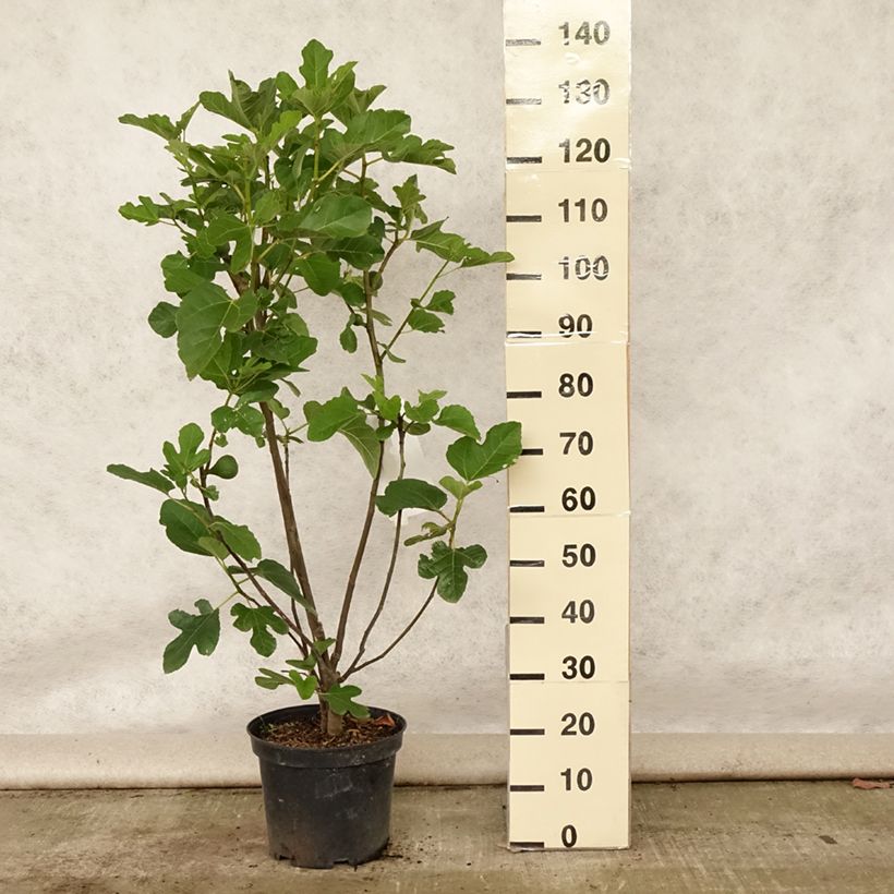 Fig Tree Jannot - Ficus carica 7.5L/10L pot, Half standard sample as delivered in summer