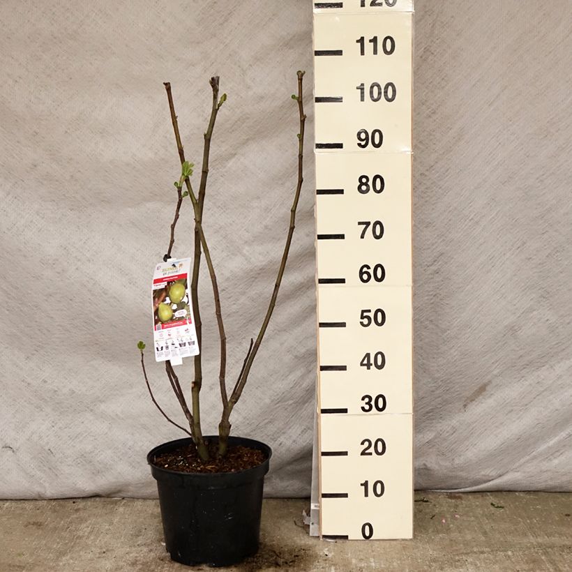 Fig Tree Jannot - Ficus carica sample as delivered in spring