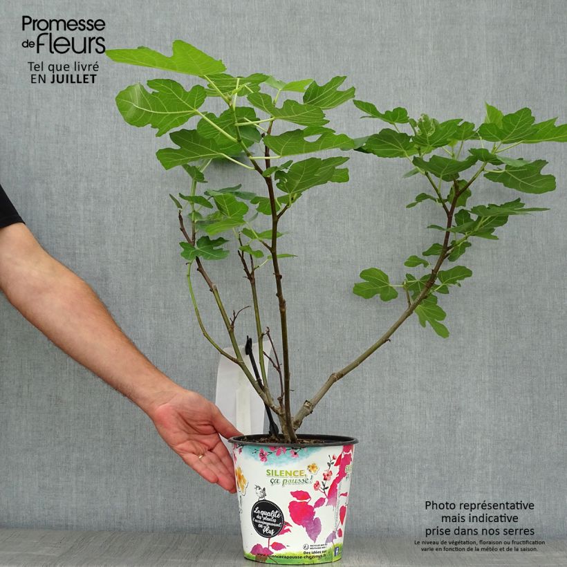 Ficus carica Jordan 4L/5L pot, Bush sample as delivered in summer