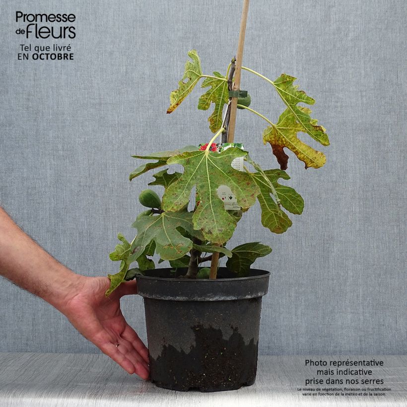 Fig Tree Kadota - Ficus carica 4L/5L pot sample as delivered in autumn