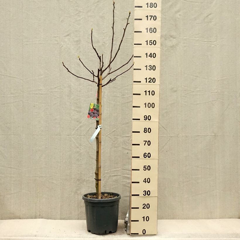Fig Tree Longue d'Août - Ficus carica 7.5L/10L pot, Half standard sample as delivered in spring