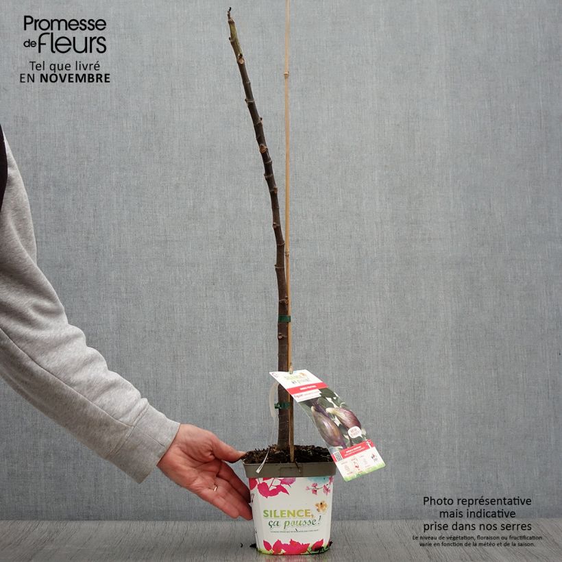 Fig Tree Madeleine des Deux Saisons - Ficus carica 2L/3L pot, Bush sample as delivered in autumn