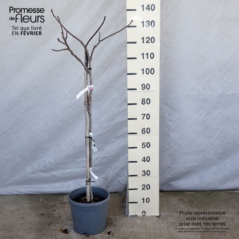 Fig Tree Madeleine des Deux Saisons - Ficus carica 7.5L/10L pot, Goblet sample as delivered in winter