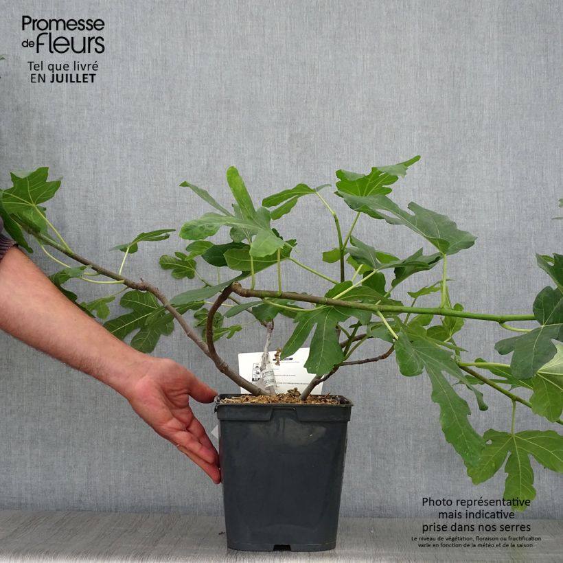 Fig Tree Marseillaise - Ficus carica 4L/5L pot sample as delivered in summer