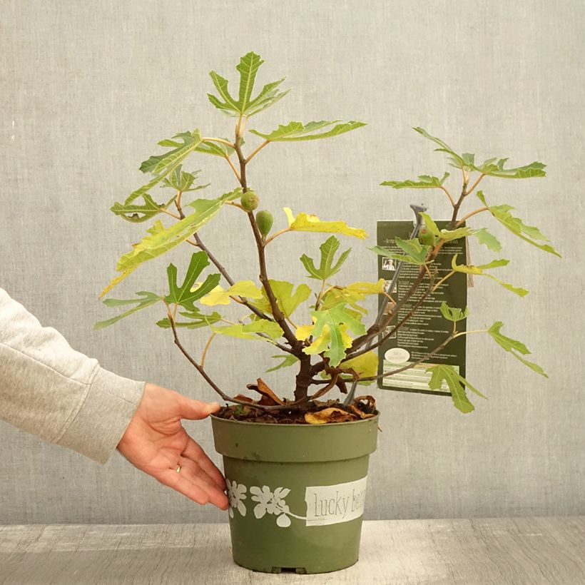 Fig Tree Lucky Berry 4L/5L pot, Clump sample as delivered in autumn