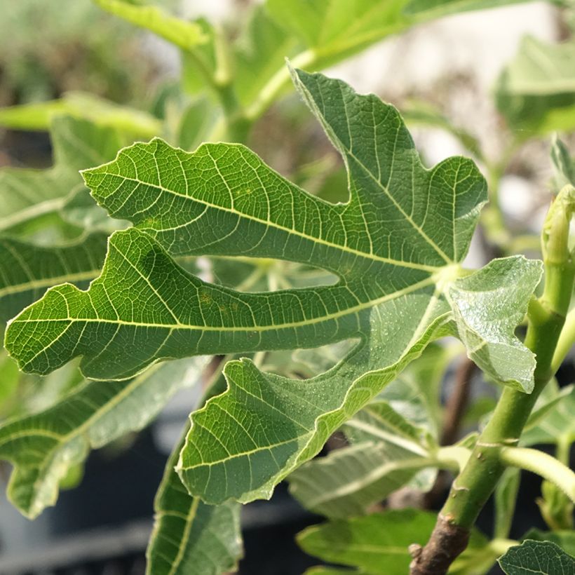 Fig Tree Noire de Bellone - Ficus carica (Foliage)
