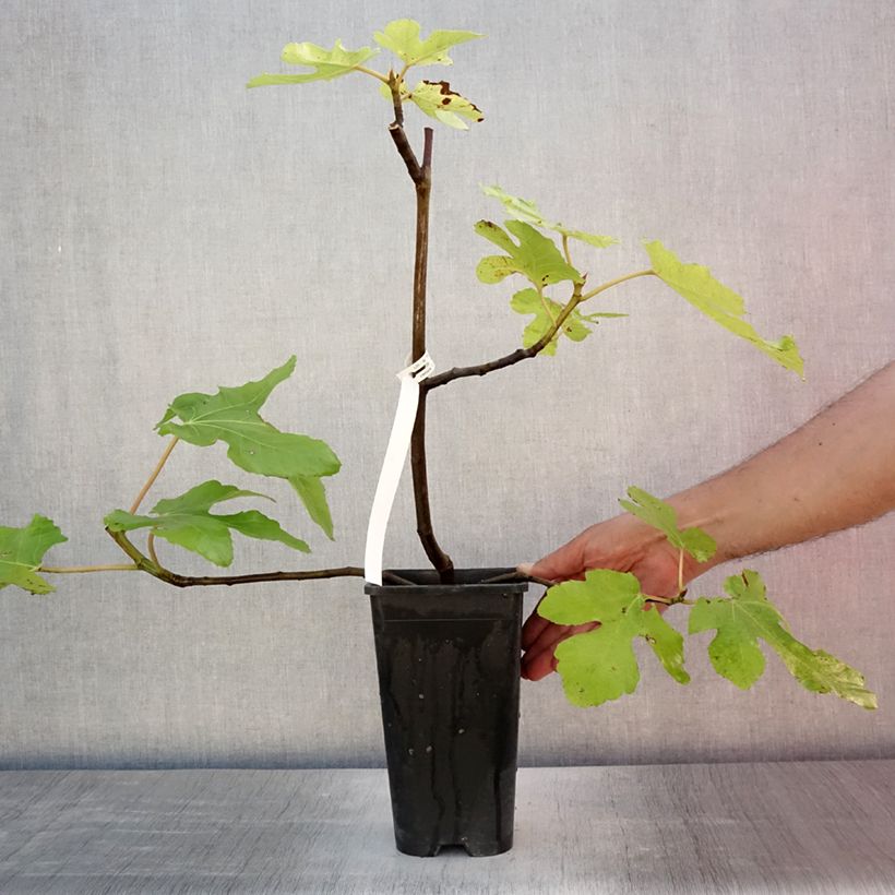 Fig Tree Noire de Bellone - Ficus carica 2L/3L pot, Bush sample as delivered in summer