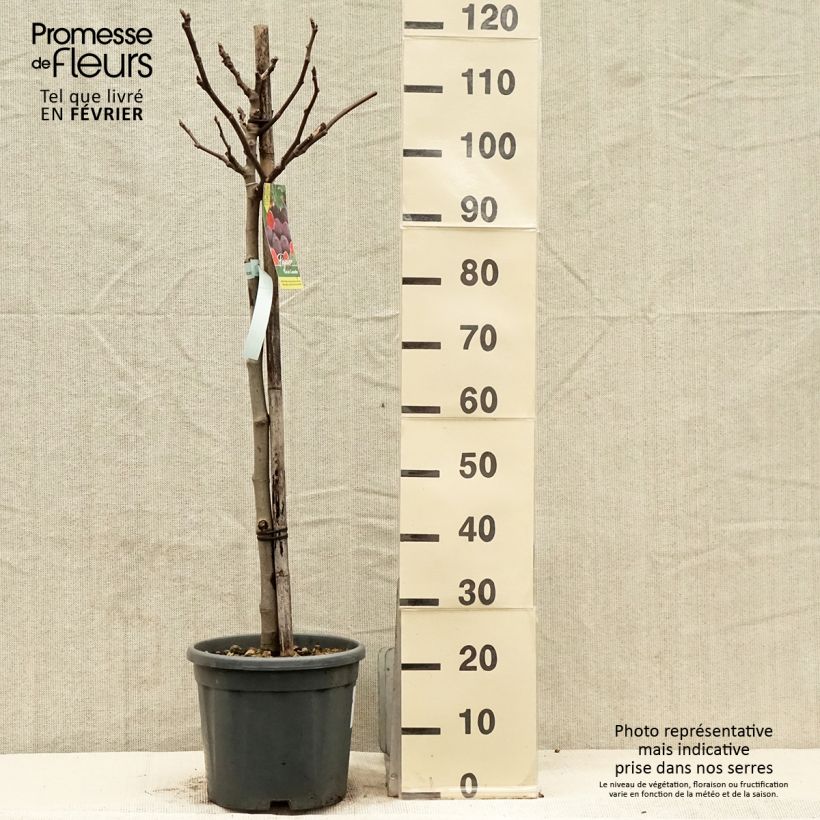 Fig Tree Noire de Caromb - Ficus carica 7.5L/10L pot sample as delivered in winter
