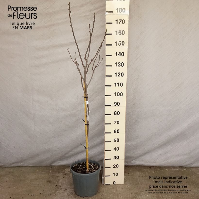 Fig Tree Noire de Caromb - Ficus carica 7.5L/10L pot sample as delivered in spring