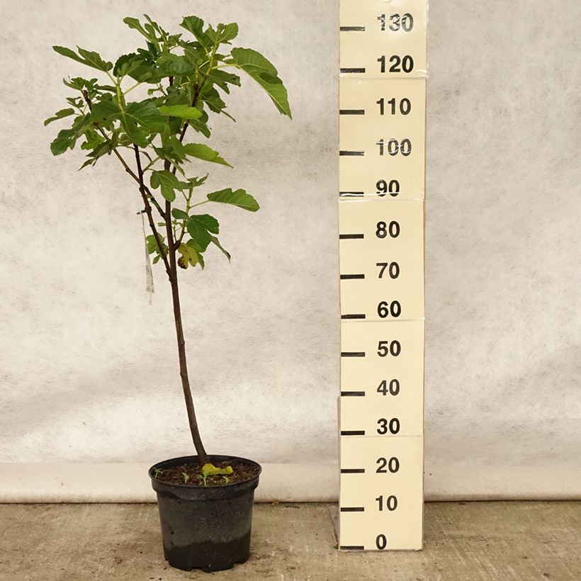 Fig Tree Panachée - Ficus carica 7.5L/10L pot, Quarter standard sample as delivered in summer