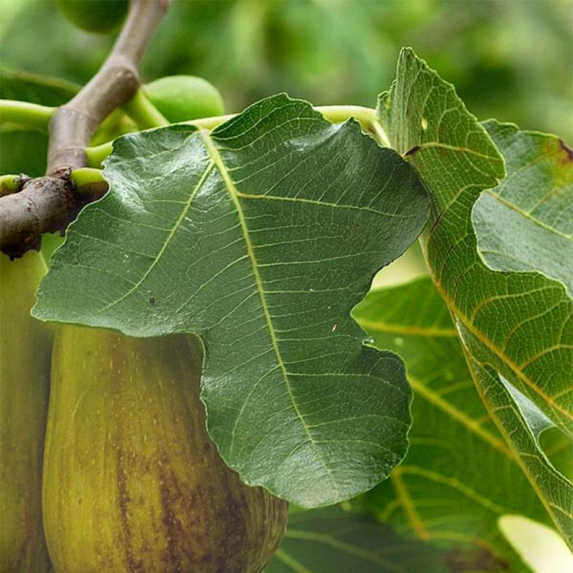 Ficus carica Précoce de Dalmatie (Foliage)