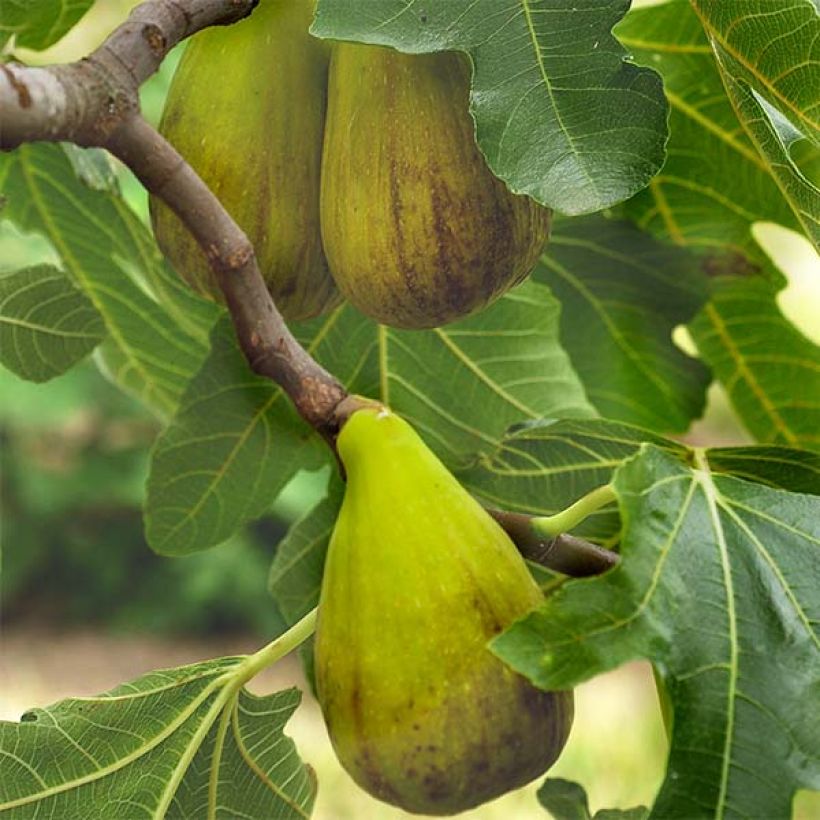 Ficus carica Précoce de Dalmatie (Flowering)