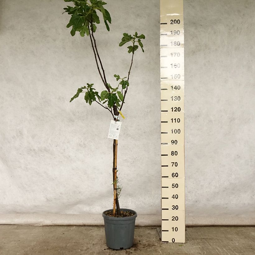 Fig Tree Rouge de Bordeaux - Ficus carica 7.5L/10L pot, Half standard sample as delivered in summer