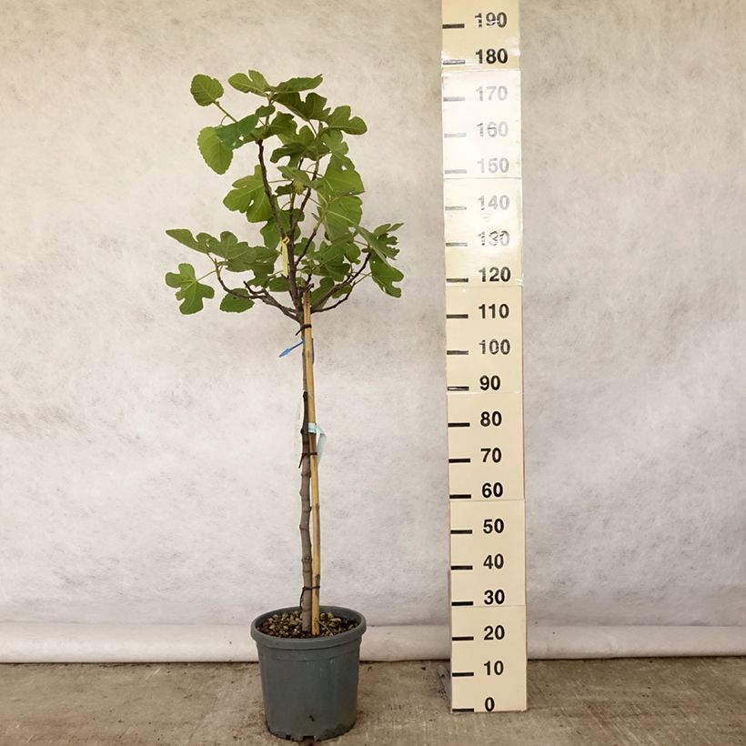 Fig Tree Violette Dauphine - Ficus carica 7.5L/10L pot, Half standard sample as delivered in summer