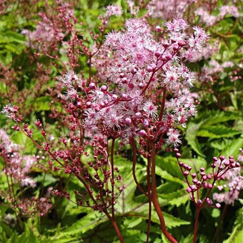 Filipendula Red Umbrellas (Flowering)