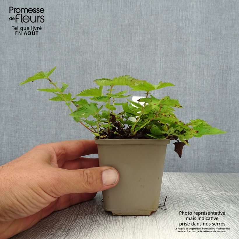 Filipendula Kahome 8/9 cm pot sample as delivered in summer
