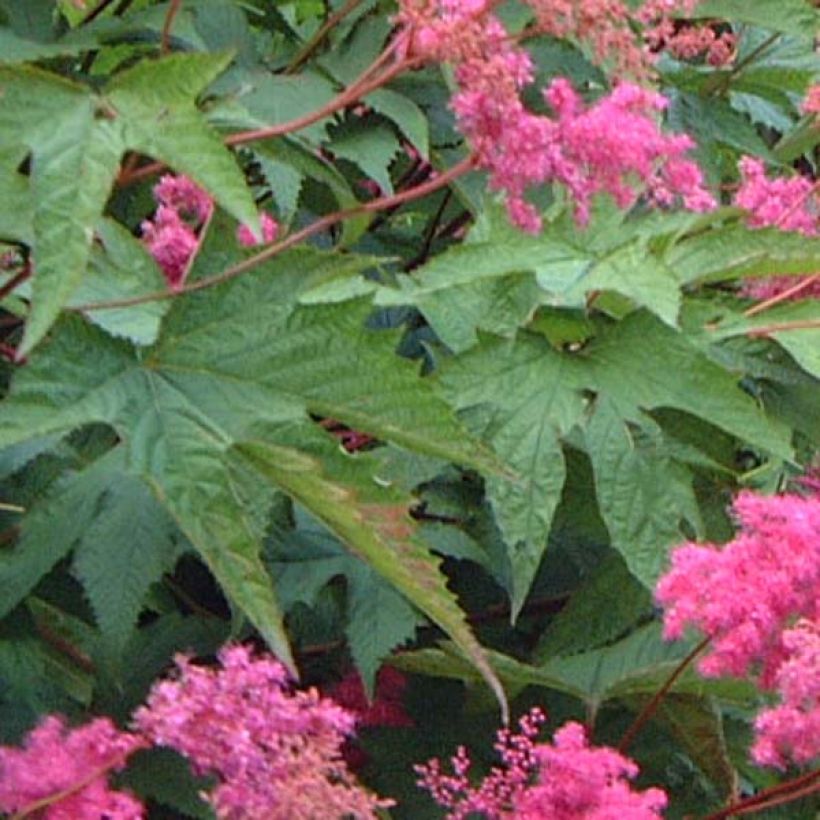 Filipendula purpurea - Purple Meadowsweet (Foliage)