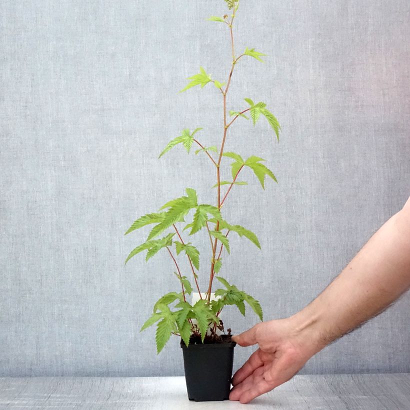 Filipendula purpurea Elegans 8/9 cm pot sample as delivered in summer