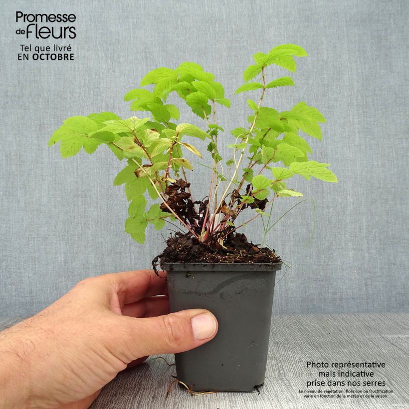 Filipendula ulmaria Aurea 8/9 cm pot sample as delivered in autumn