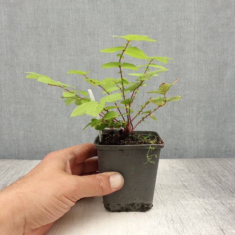 Filipendula ulmaria Rosea 8/9 cm pot sample as delivered in summer