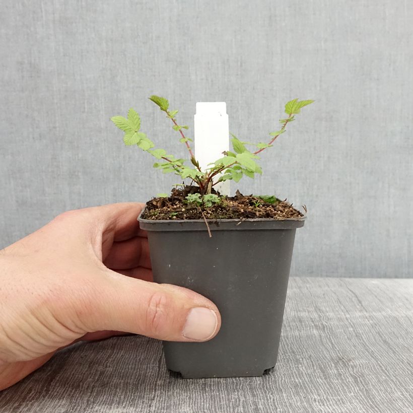 Filipendula ulmaria Rosea - Reine des prés Godet de 8/9 cm sample as delivered in spring