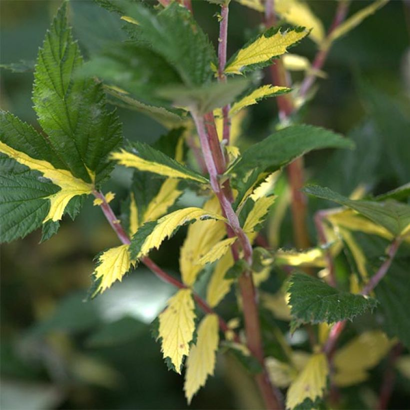 Filipendula ulmaria Variegata (Foliage)