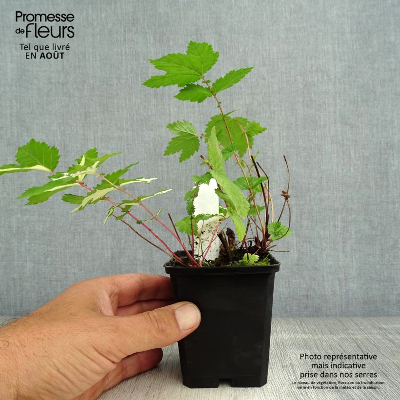 Filipendula ulmaria Variegata 8/9 cm pot sample as delivered in summer