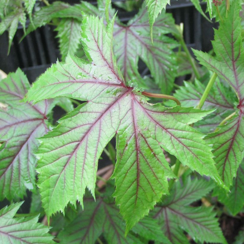 Filipendula Red Umbrellas (Foliage)