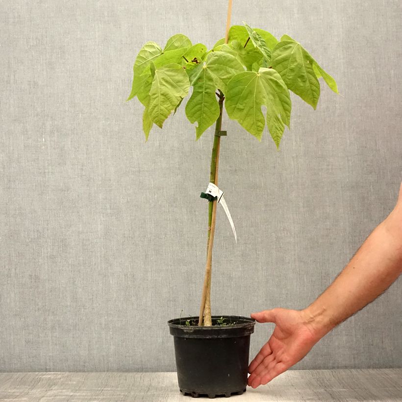 Firmiana simplex - Chinese Parasol Tree 3L/4L potShipped height around 30/40cm sample as delivered in summer