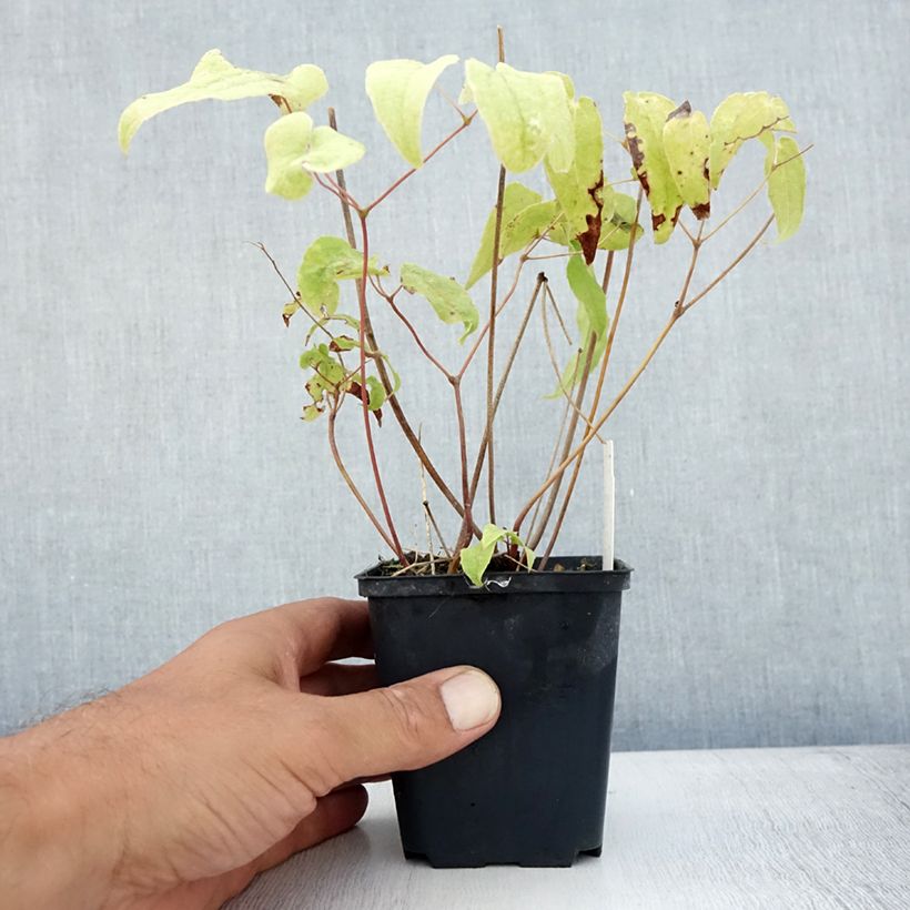 Epimedium Domino - Barrenwort 8/9 cm pot sample as delivered in summer