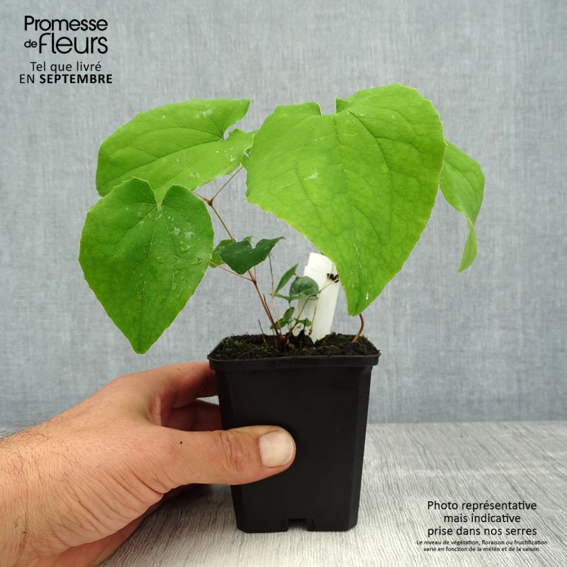 Epimedium pubigerum Orangekönigin - Barrenwort 8/9 cm pot sample as delivered in summer