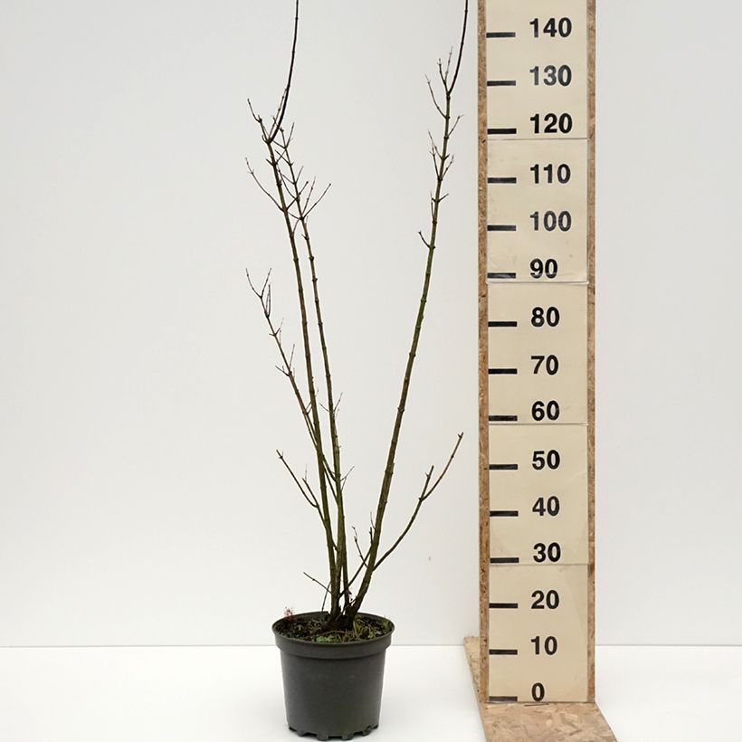 Abeliophyllum distichum - White Forsythia 7.5L/10L pot sample as delivered in winter