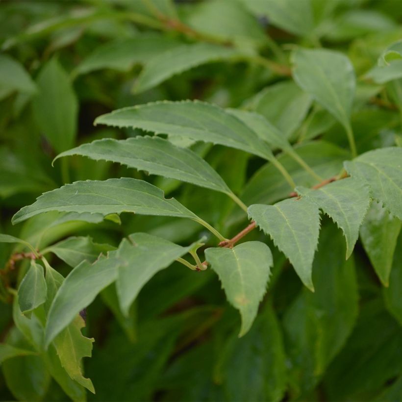 Forsythia intermedia Golden Times (Foliage)