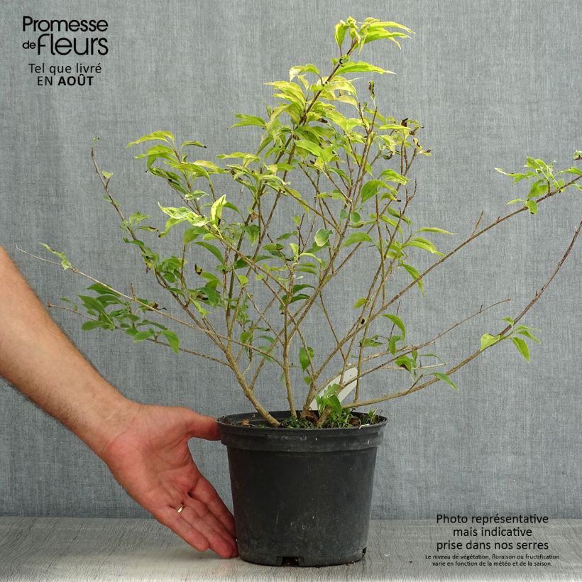 Forsythia intermedia Golden Times 3L/4L pot sample as delivered in summer