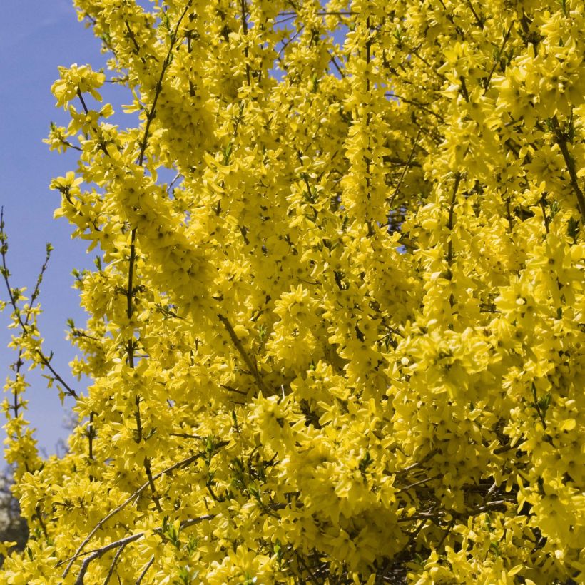 Forsythia intermedia Minigold (Flowering)