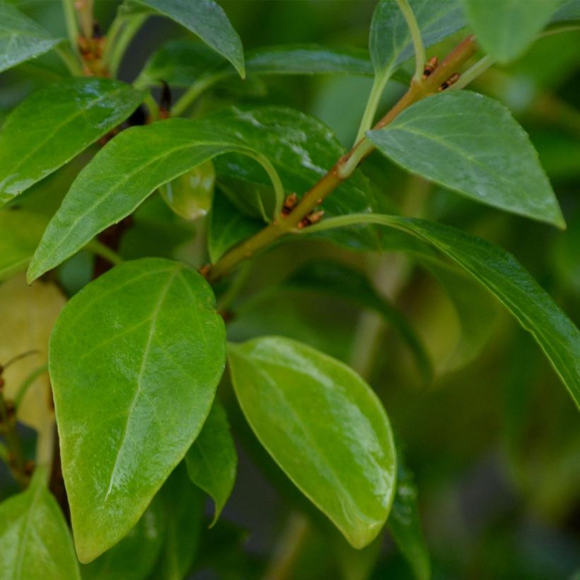 Forsythia intermedia Week-End (Foliage)