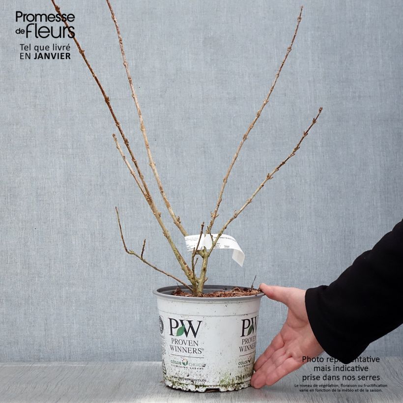 Forsythia koreana Flying Machine - Korean goldenbell tree 3L/4L pot sample as delivered in winter