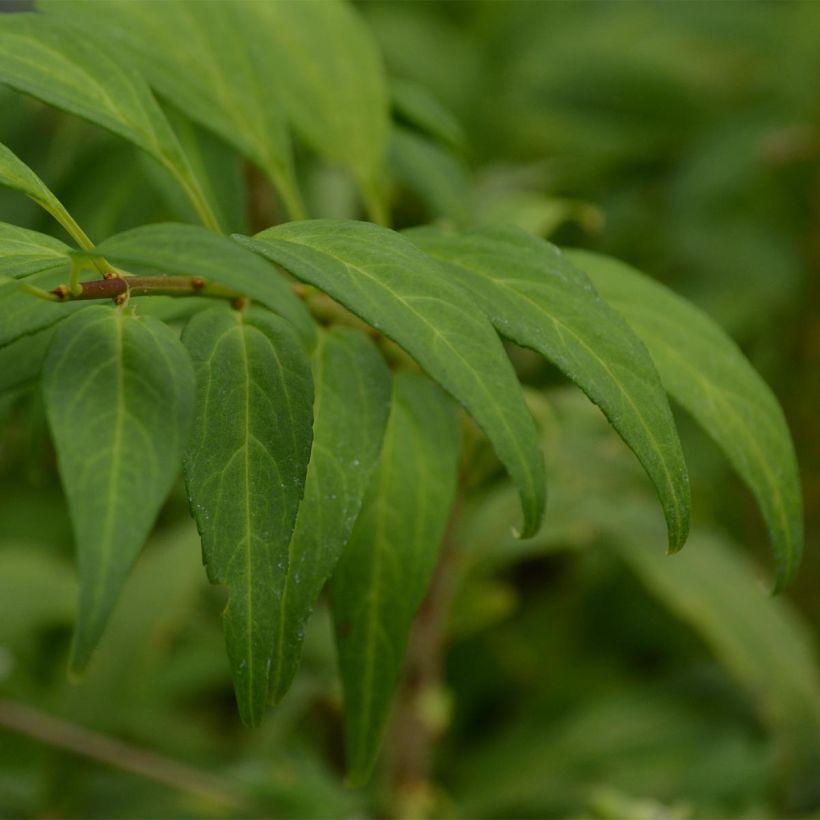 Forsythia intermedia Marée dOr (Foliage)