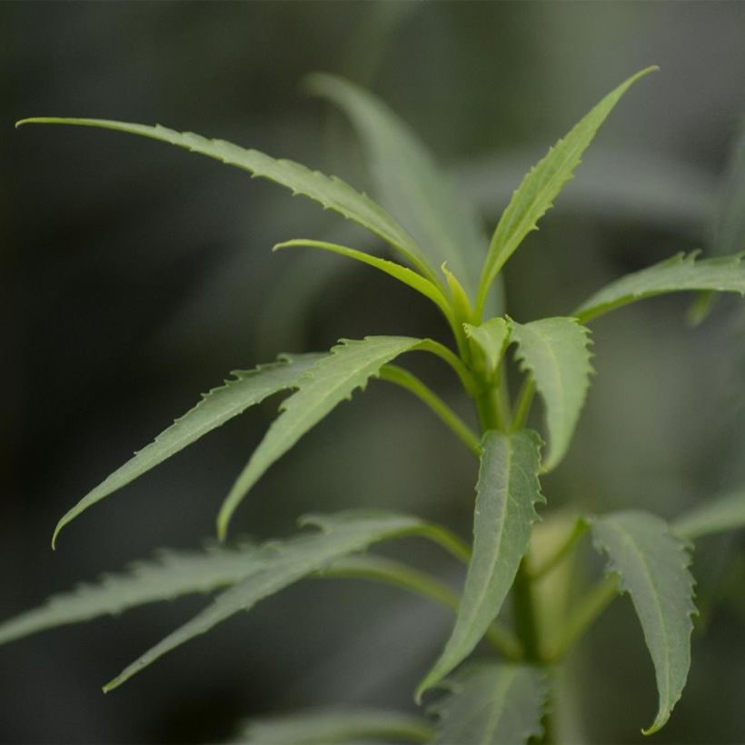 Forsythia viridissima Citrus Swizzle (Foliage)