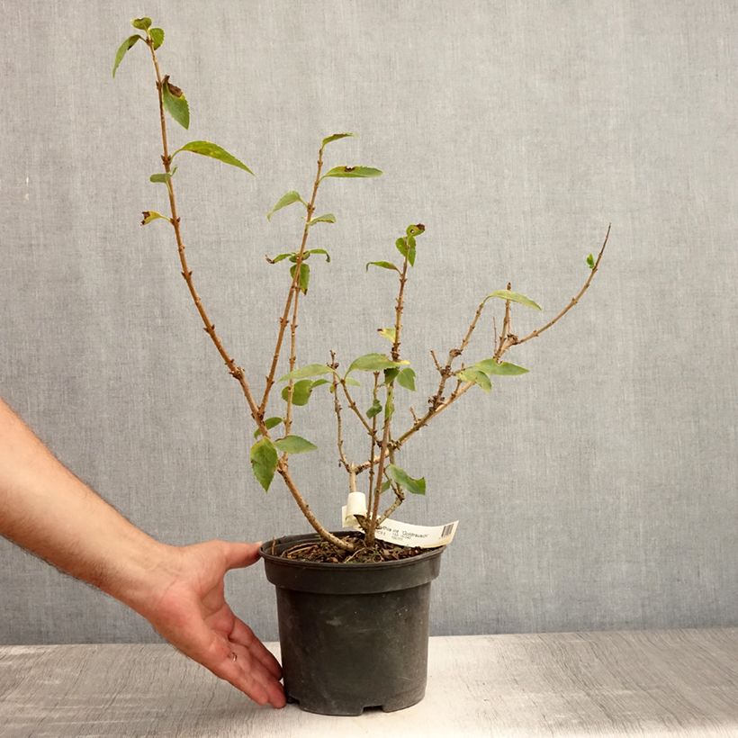 Forsythia intermedia Goldrausch 2L/3L pot sample as delivered in summer