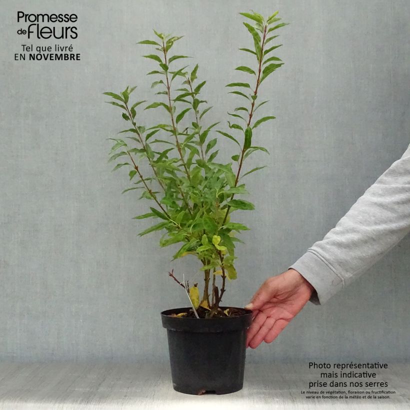 Forsythia intermedia Minigold 2L/3L pot sample as delivered in autumn