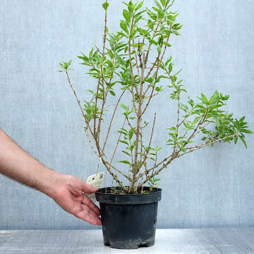 Forsythia intermedia Minigold 2L/3L pot sample as delivered in summer