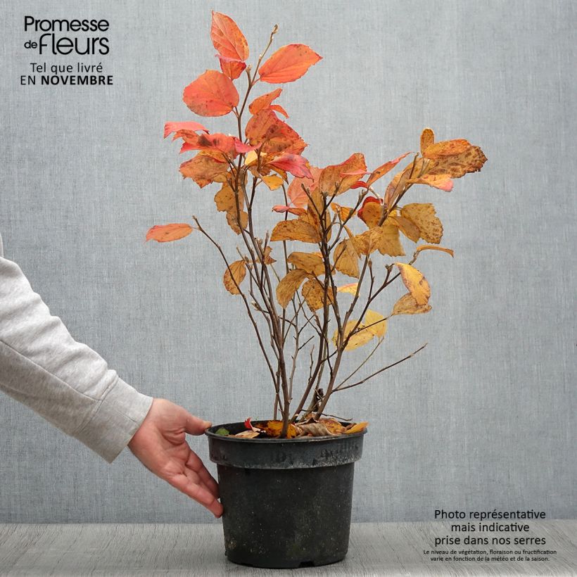 Fothergilla gardenii Suzanne 4L/5L pot sample as delivered in autumn