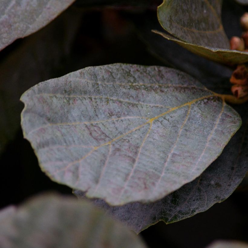 Fothergilla intermedia Blue Shadow (Foliage)