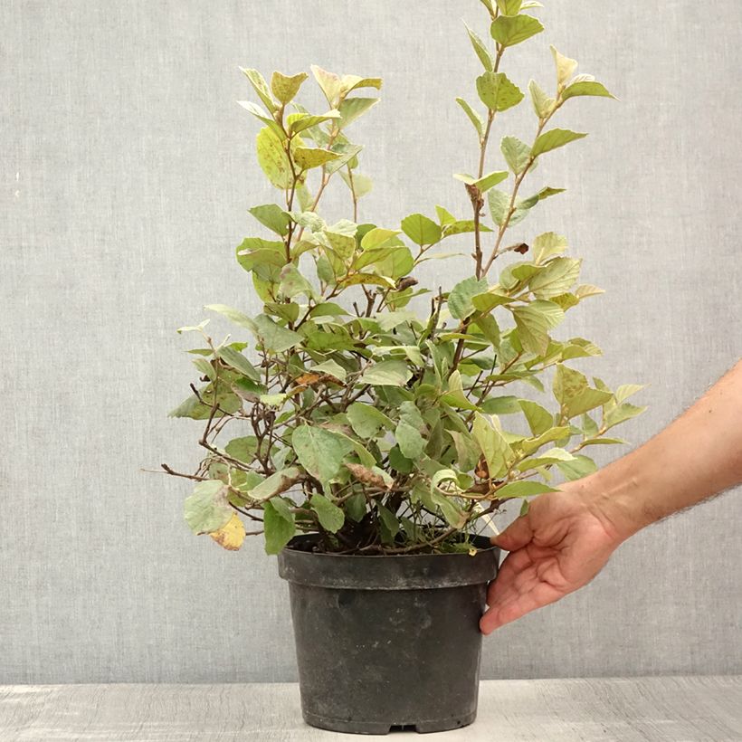 Fothergilla intermedia Blue Shadow 3L/4L pot sample as delivered in summer