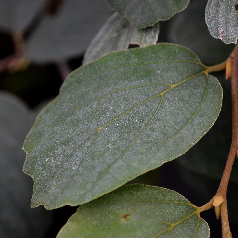 Fothergilla major (Foliage)